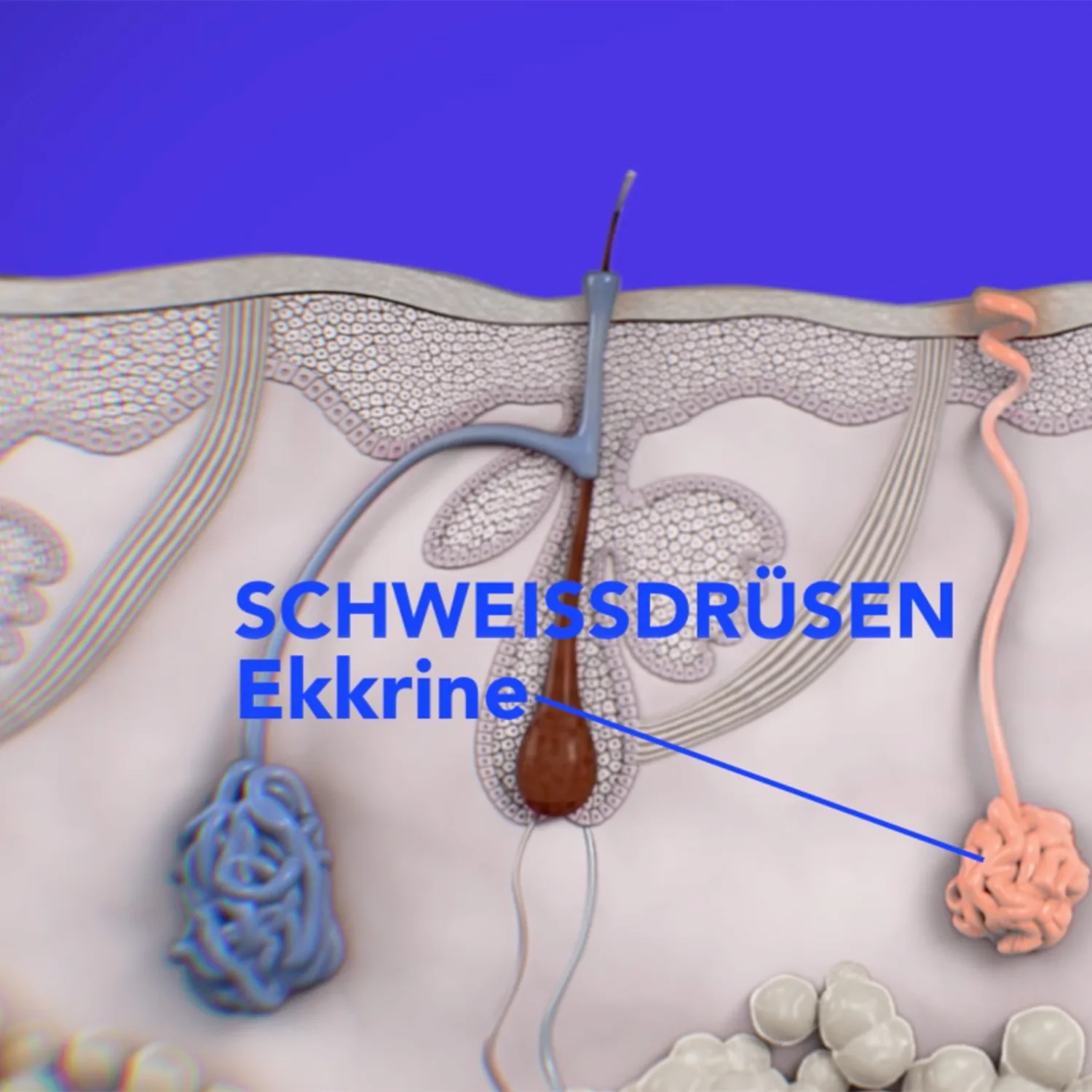 Hyperhidrose behandeln im Kuzbari Zentrum Wien